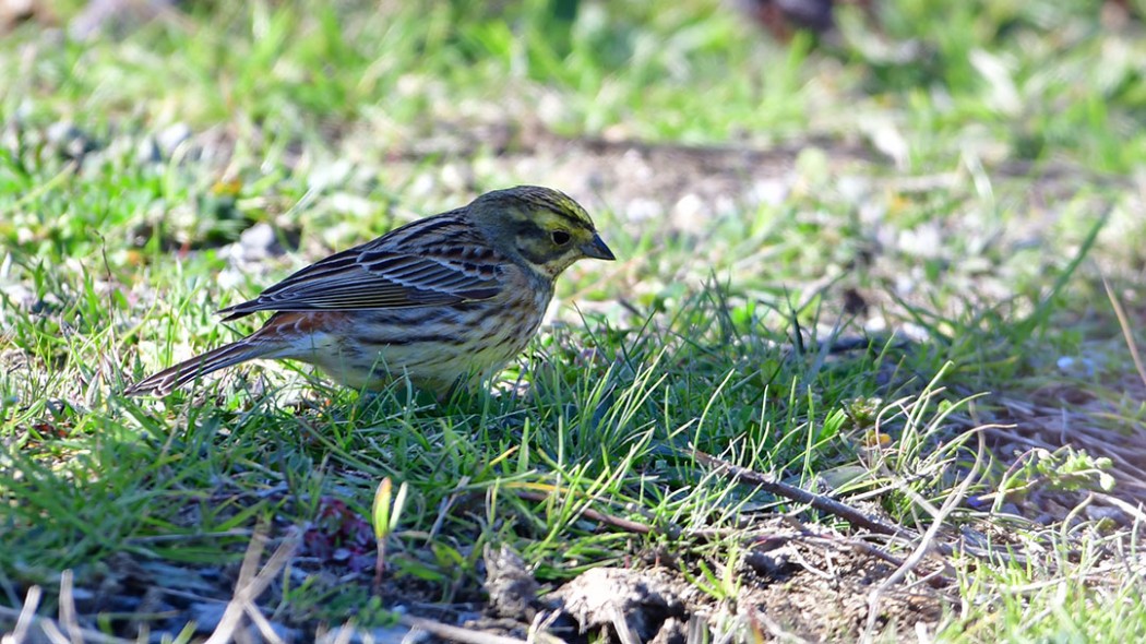 Yellowhammer