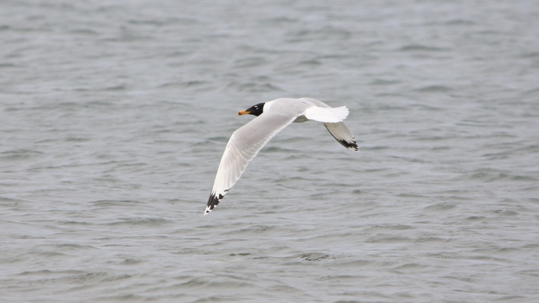 Pallas`s Gull