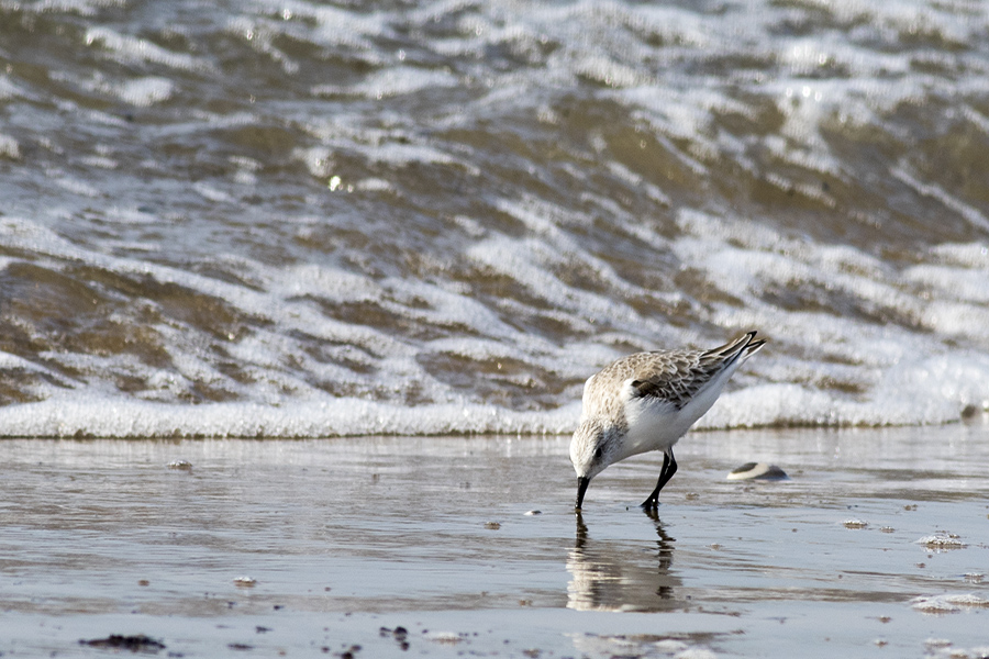 Sanderling