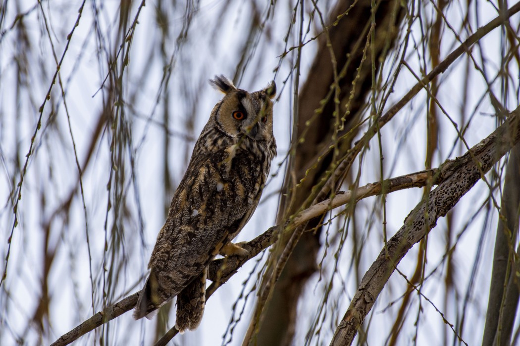 Long-eared Owl