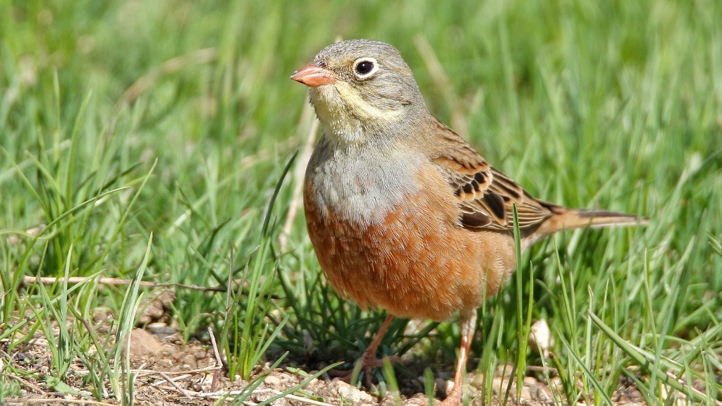Ortolan Bunting
