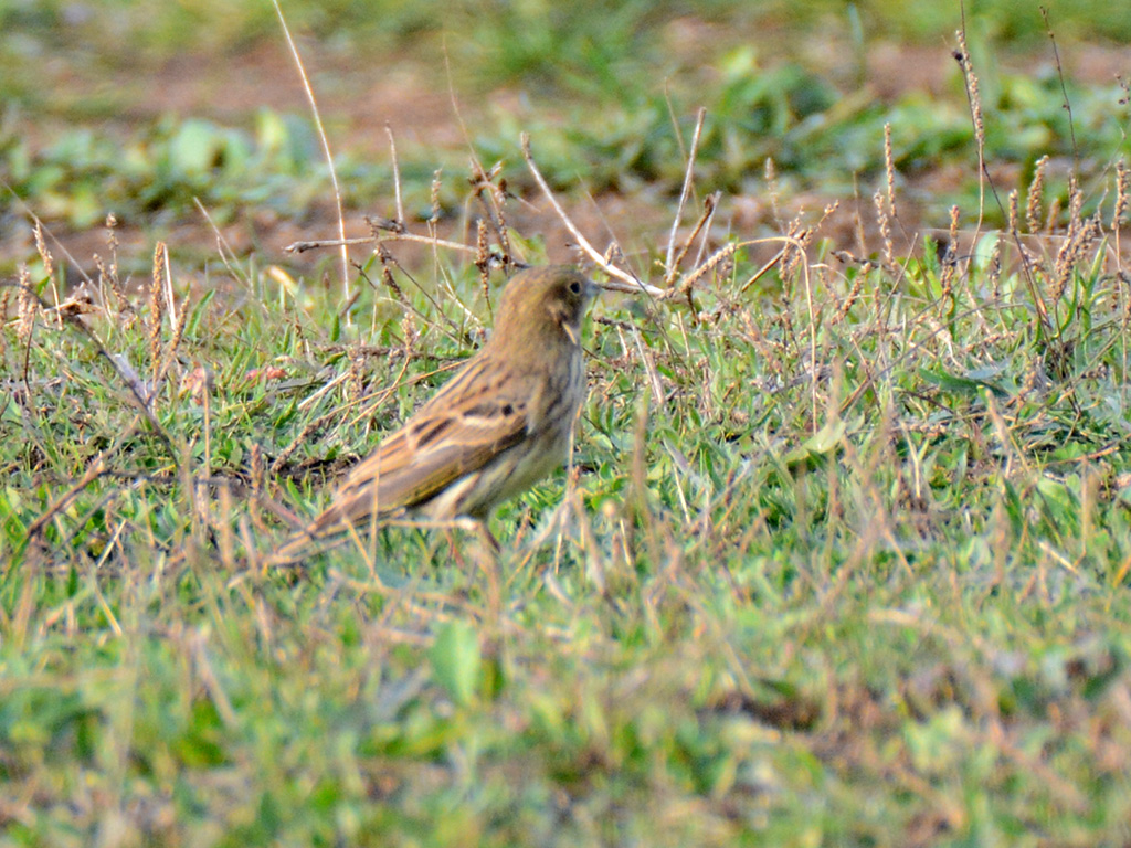 Yellowhammer