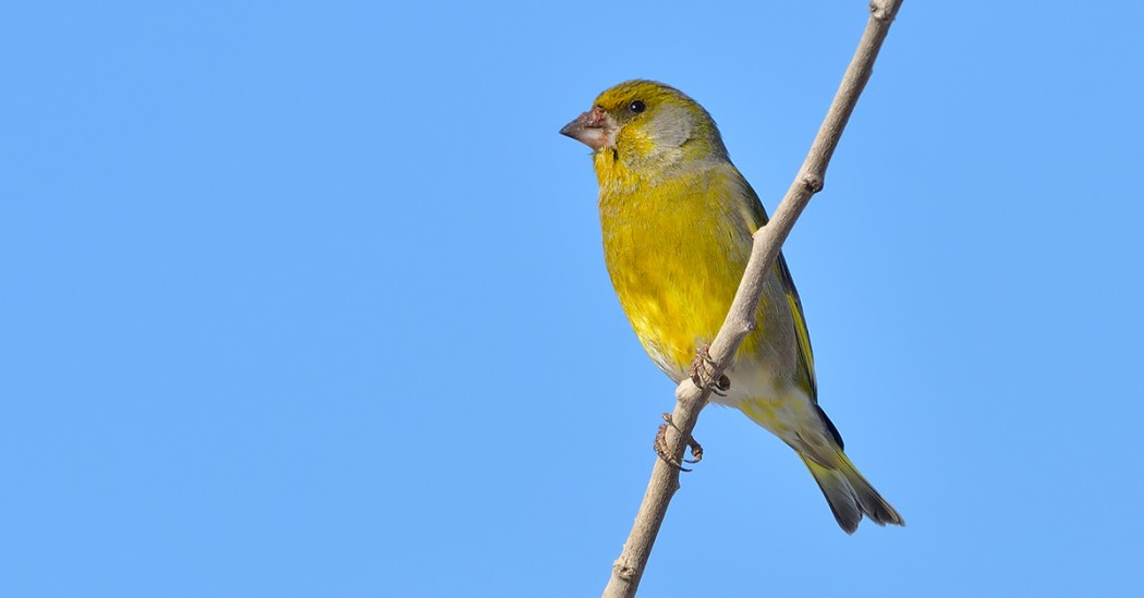 European Greenfinch