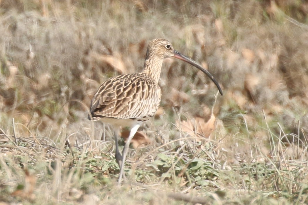 Eurasian Curlew