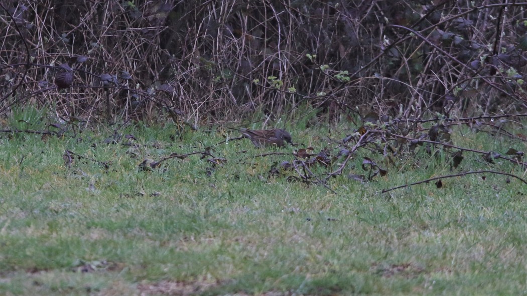 Dunnock