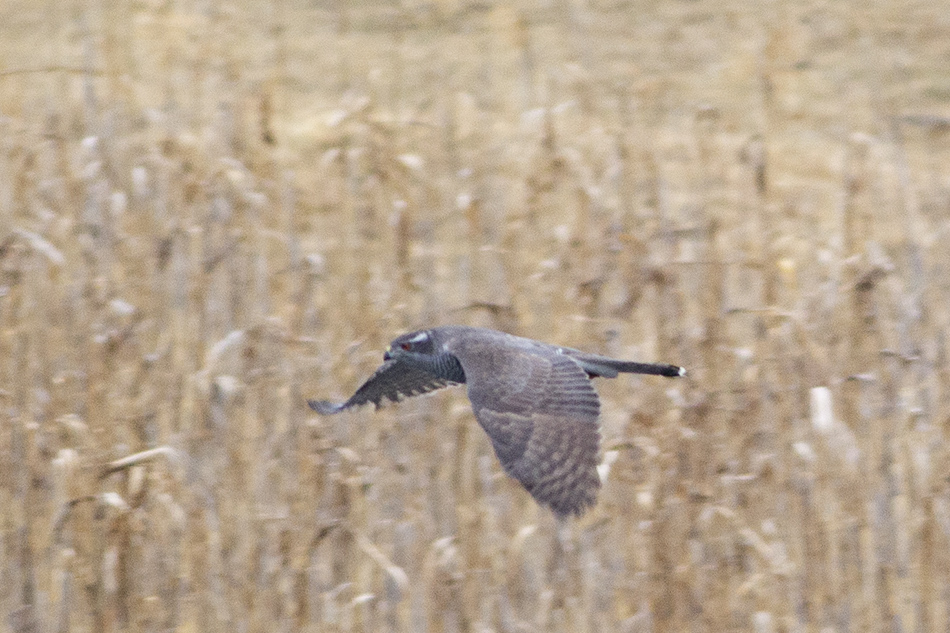 Northern Goshawk