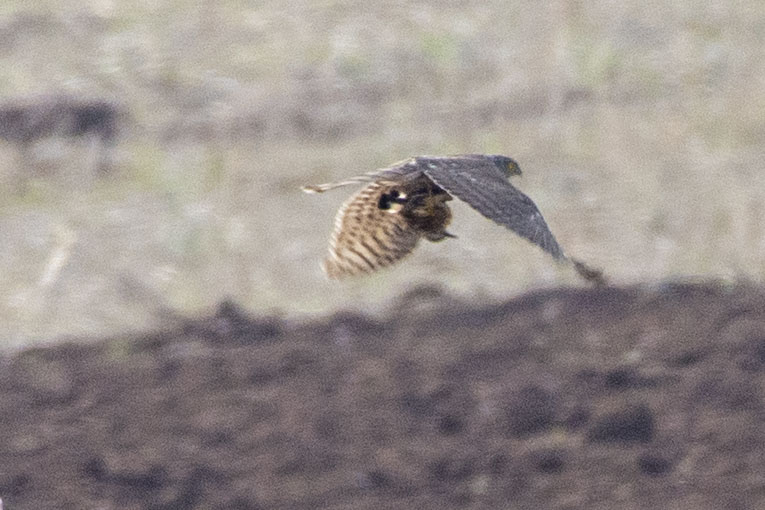 Atmaca