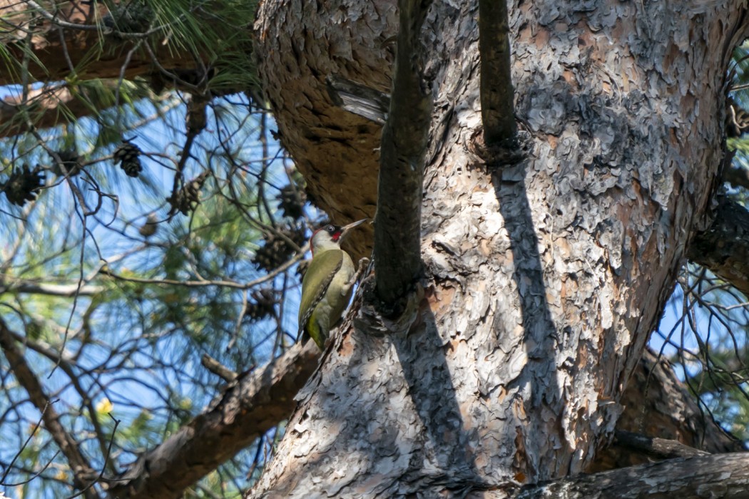 European Green Woodpecker
