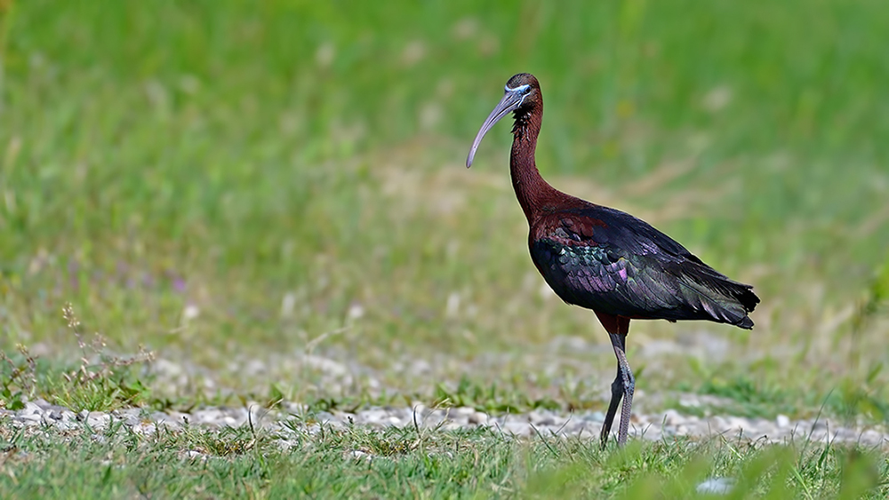 Glossy Ibis