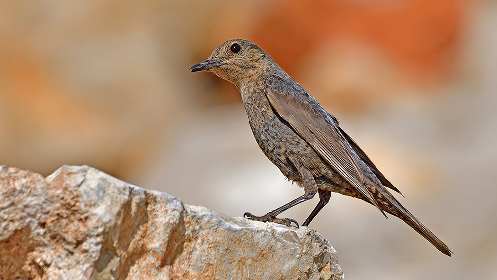 Blue Rock Thrush