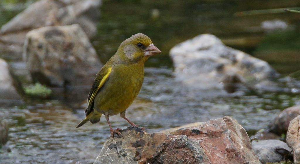 European Greenfinch