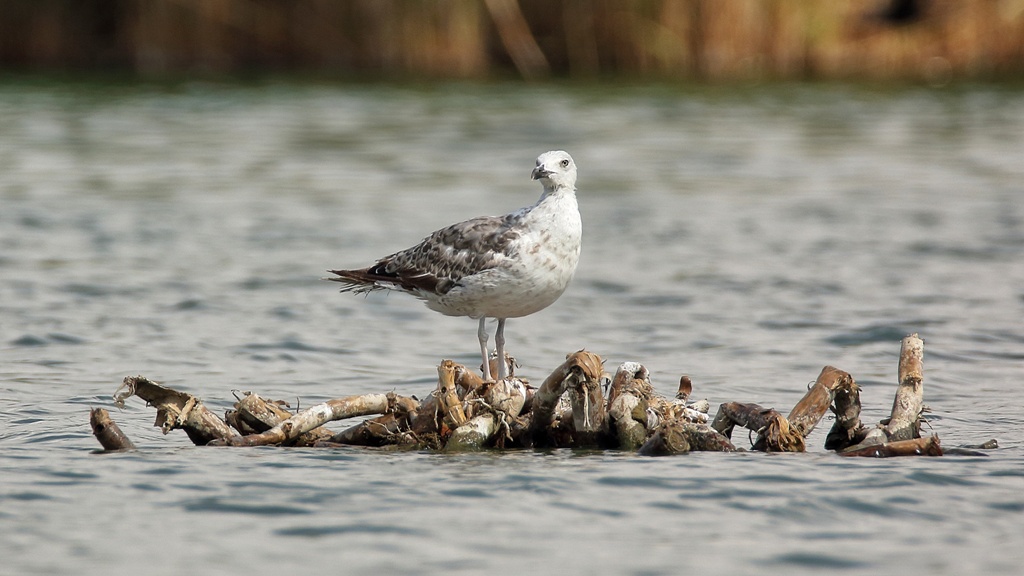 Yellow-legged Gull