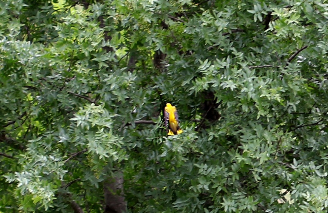 Eurasian Golden Oriole