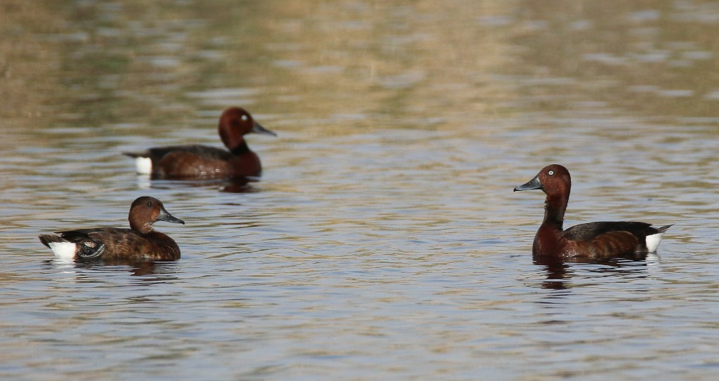 Ferruginous Duck