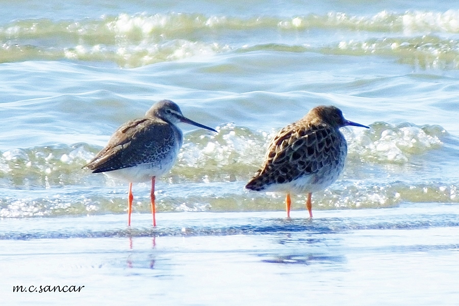 Spotted Redshank