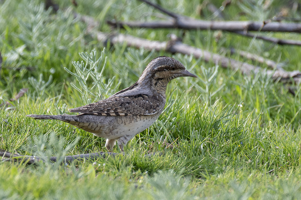 Eurasian Wryneck