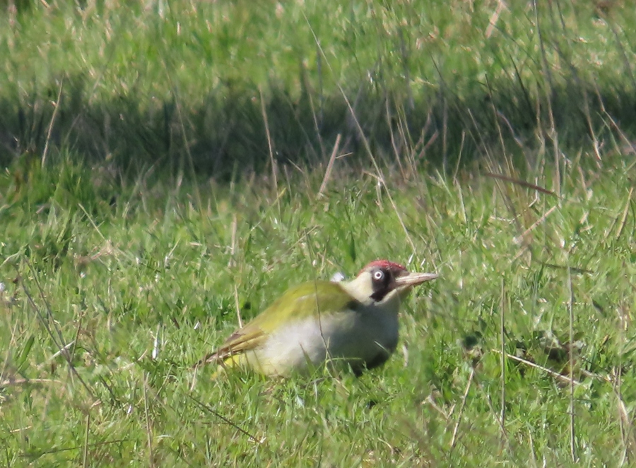 European Green Woodpecker