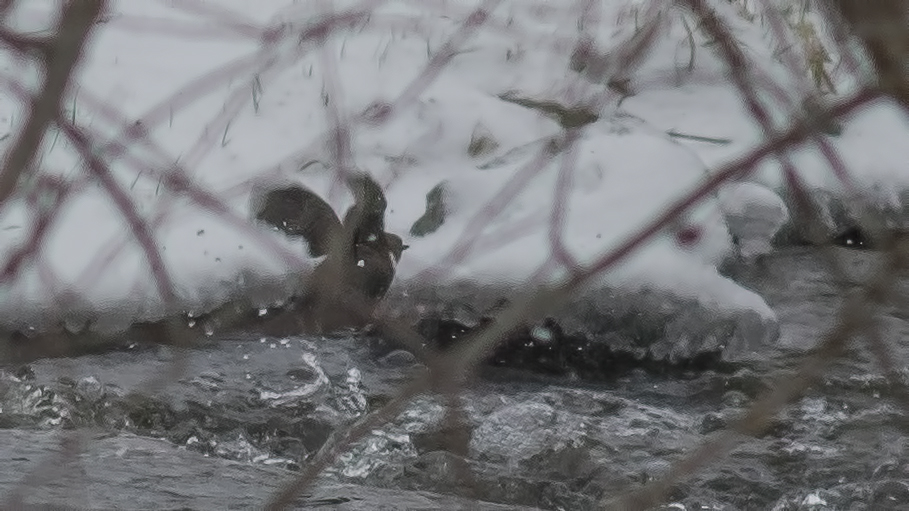 White-throated Dipper