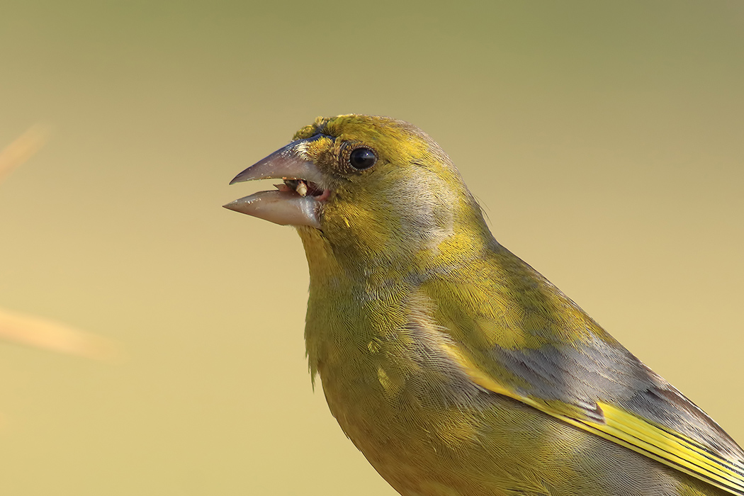 European Greenfinch