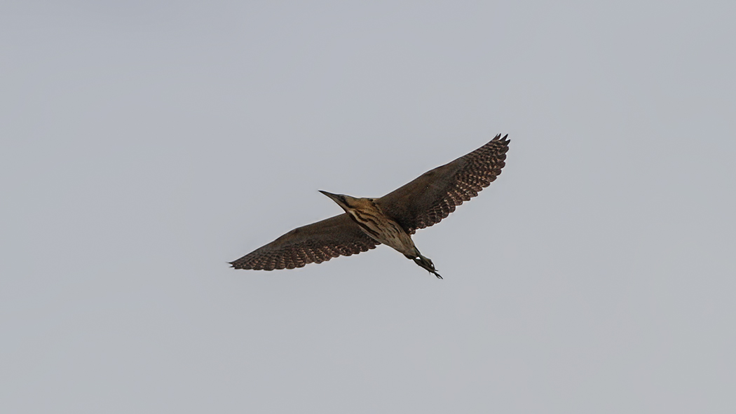 Eurasian Bittern