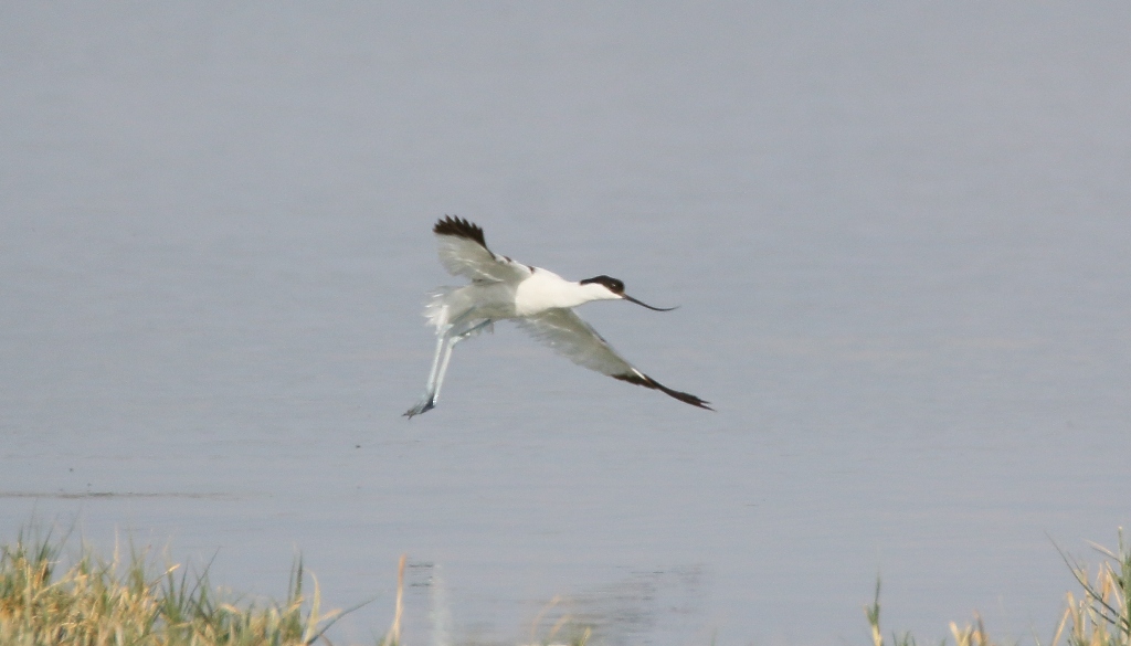 Pied Avocet