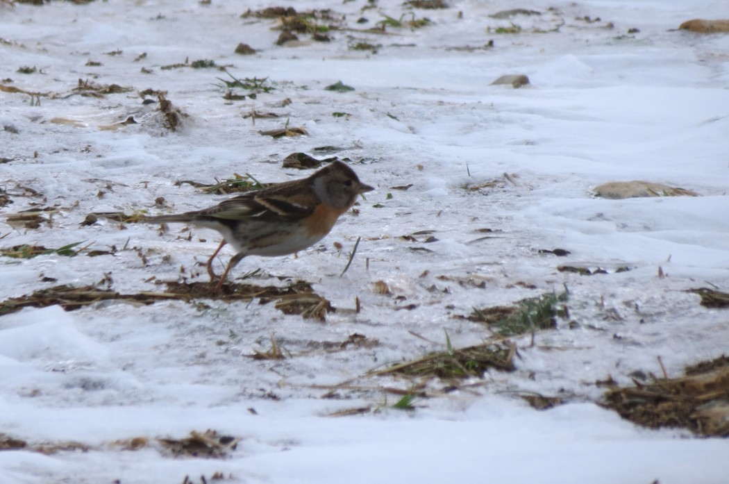 Brambling