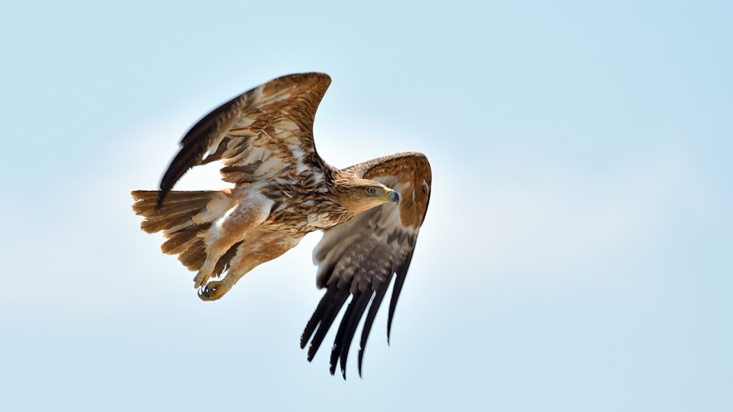 Eastern Imperial Eagle