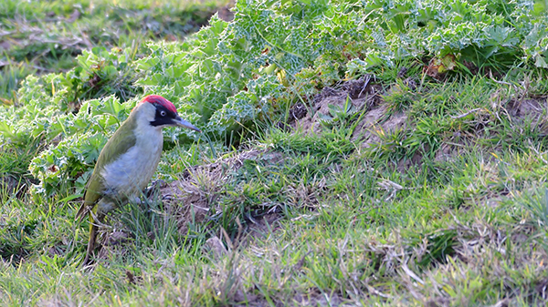 European Green Woodpecker