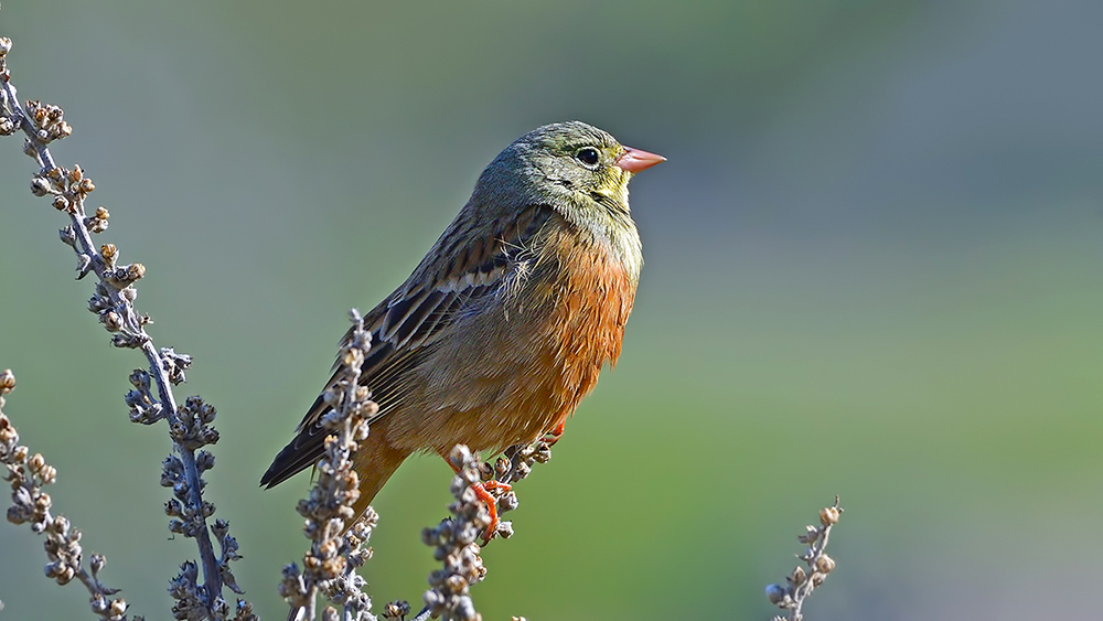 Ortolan Bunting