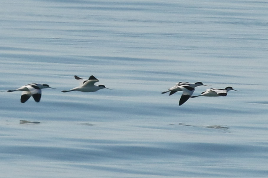 Pied Avocet
