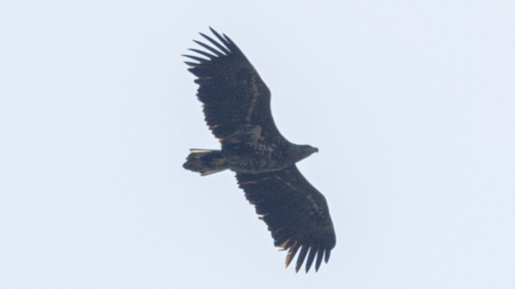 Akkuyruklu Kartal