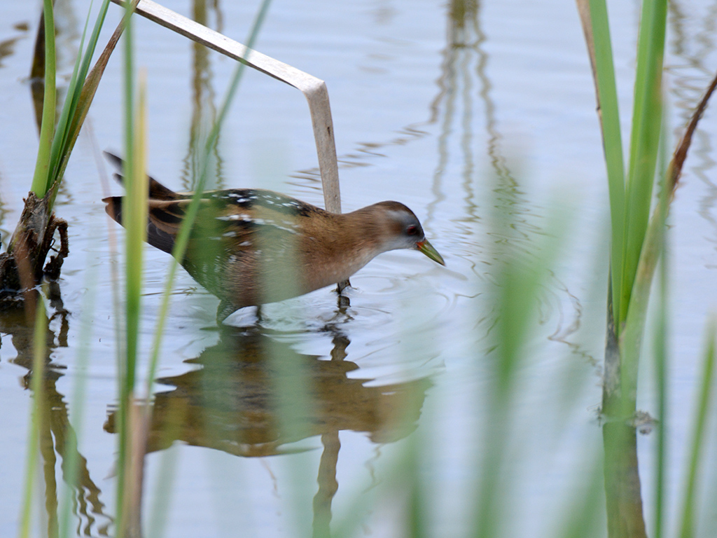 Little Crake