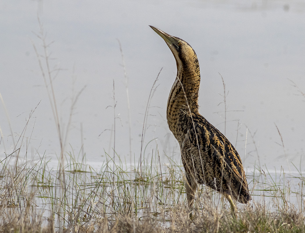 Eurasian Bittern