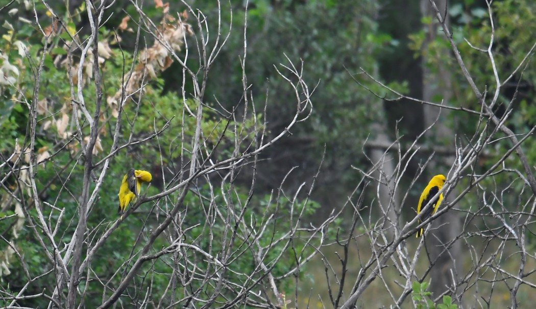 Eurasian Golden Oriole
