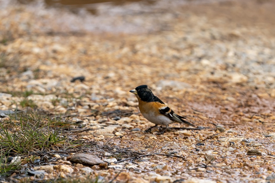 Brambling