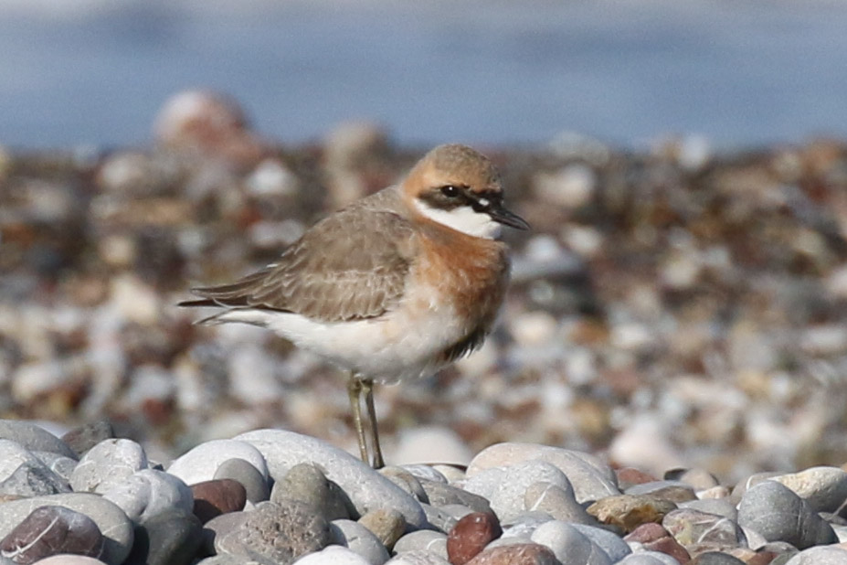 Greater Sand Plover