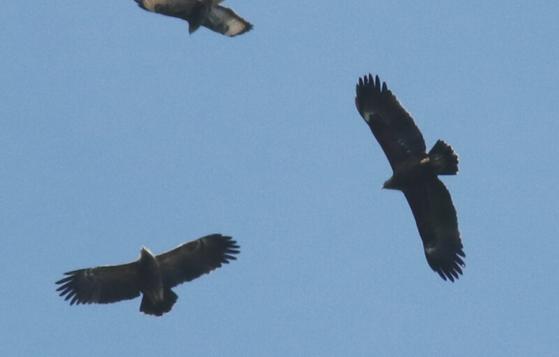 Greater Spotted Eagle