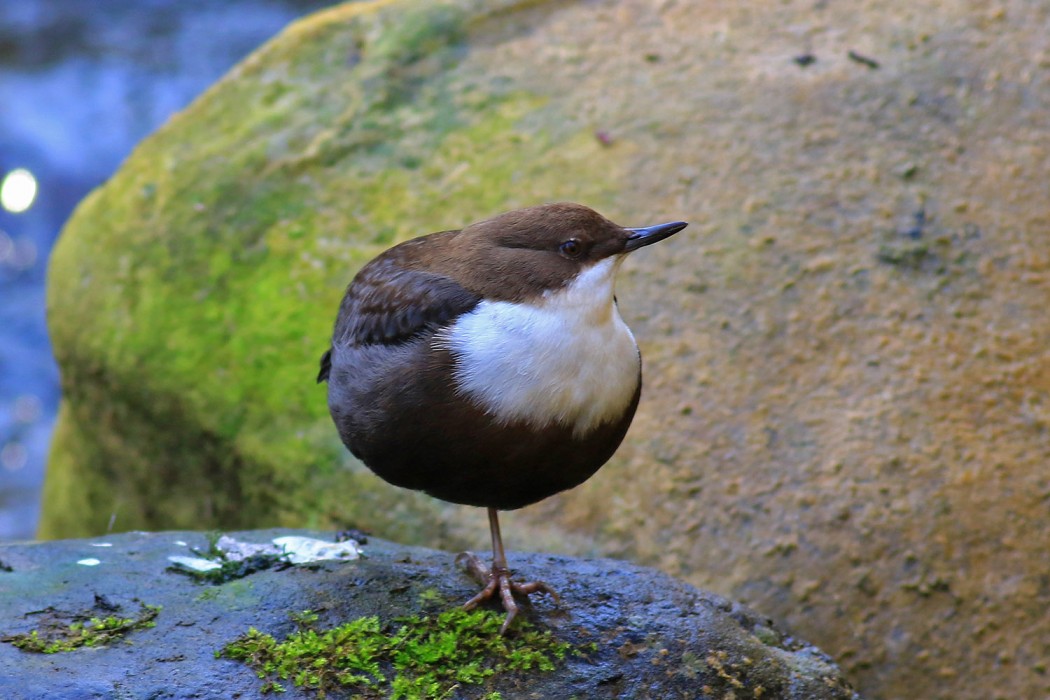 White-throated Dipper