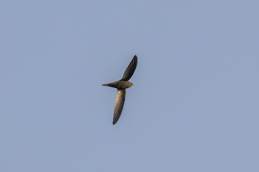 Pallid Swift