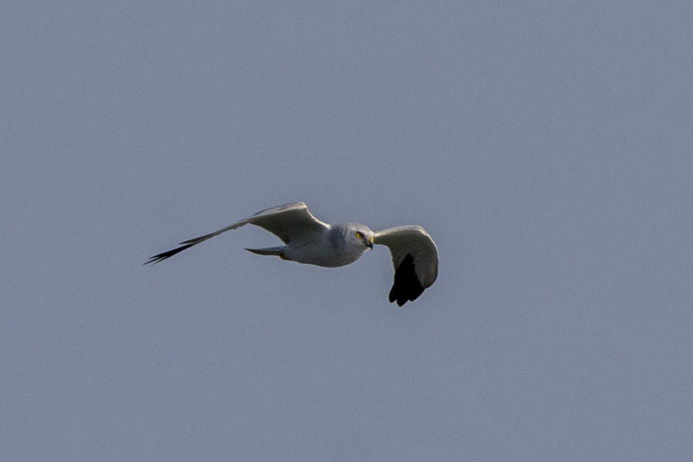 Pallid Harrier