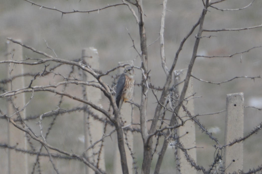 Merlin