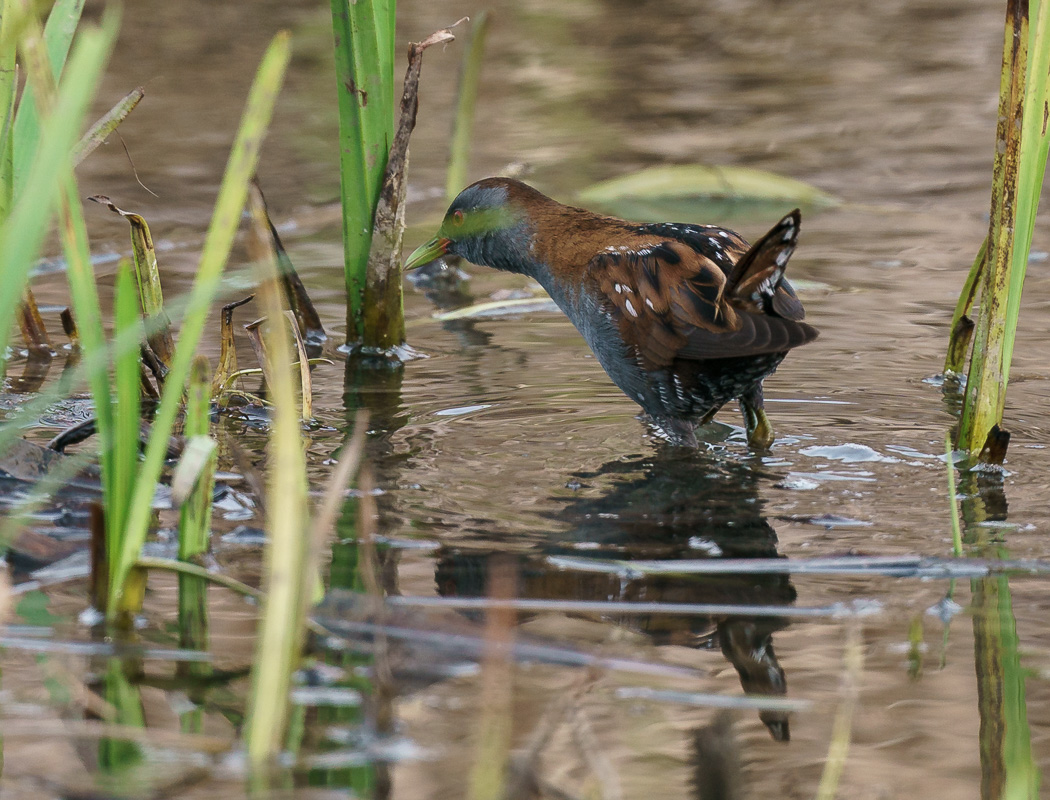 Little Crake