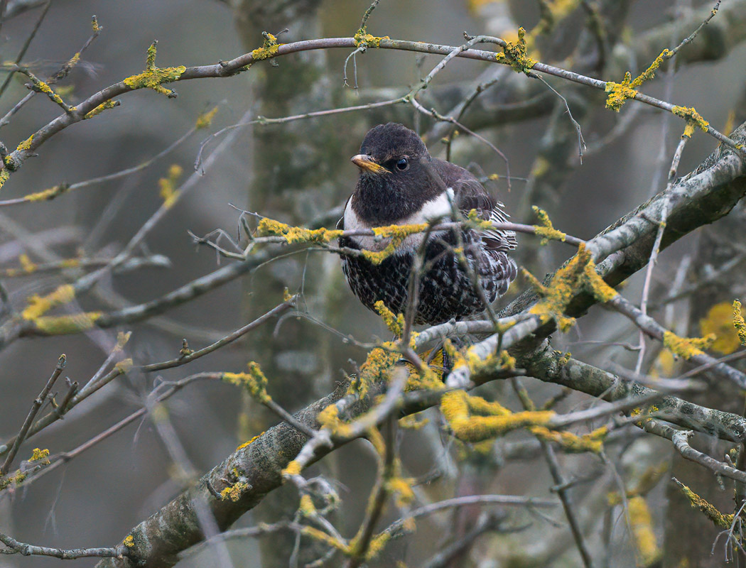 Ring Ouzel