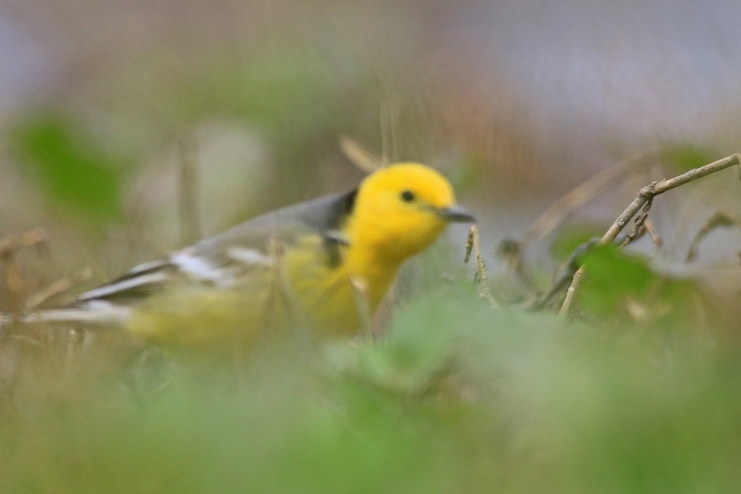 Citrine Wagtail