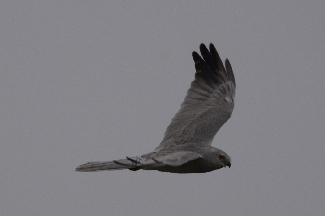 Pallid Harrier