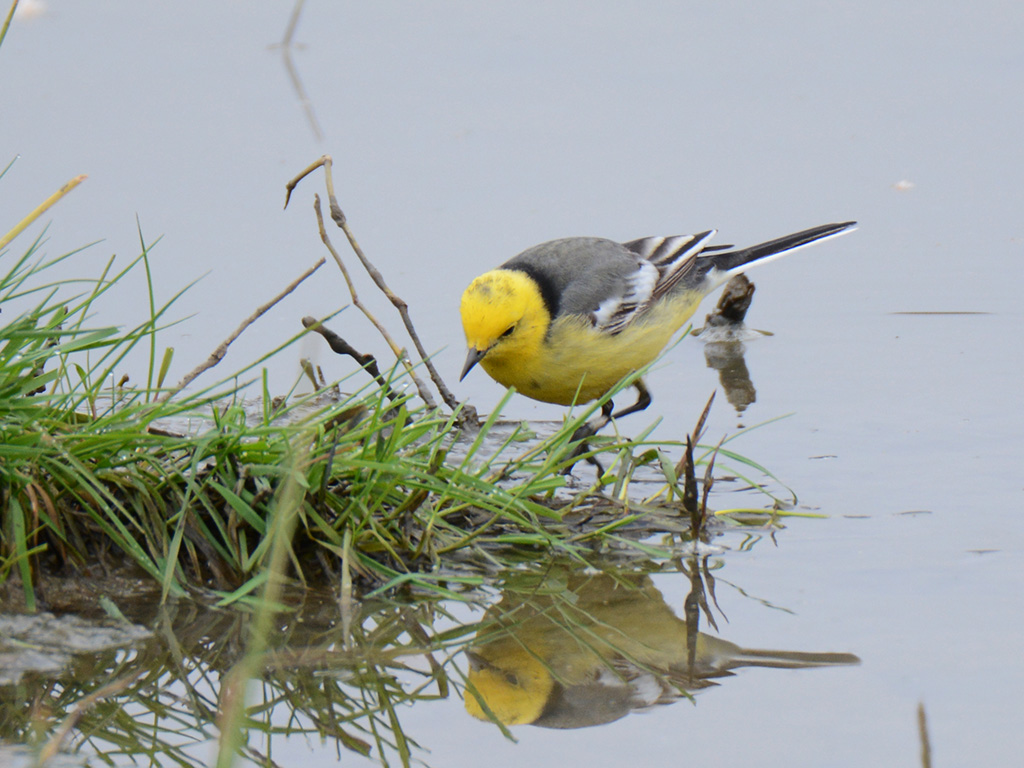 Citrine Wagtail