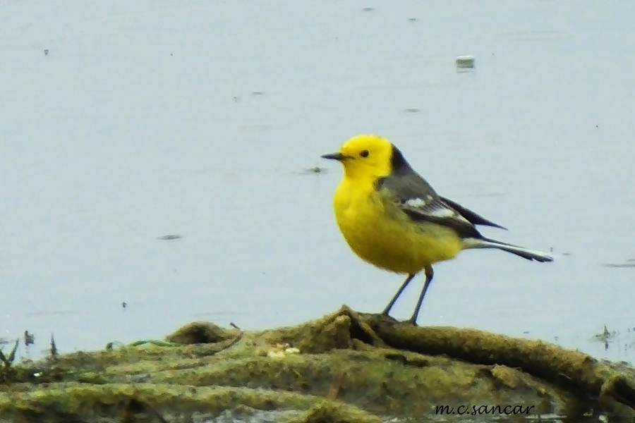 Citrine Wagtail