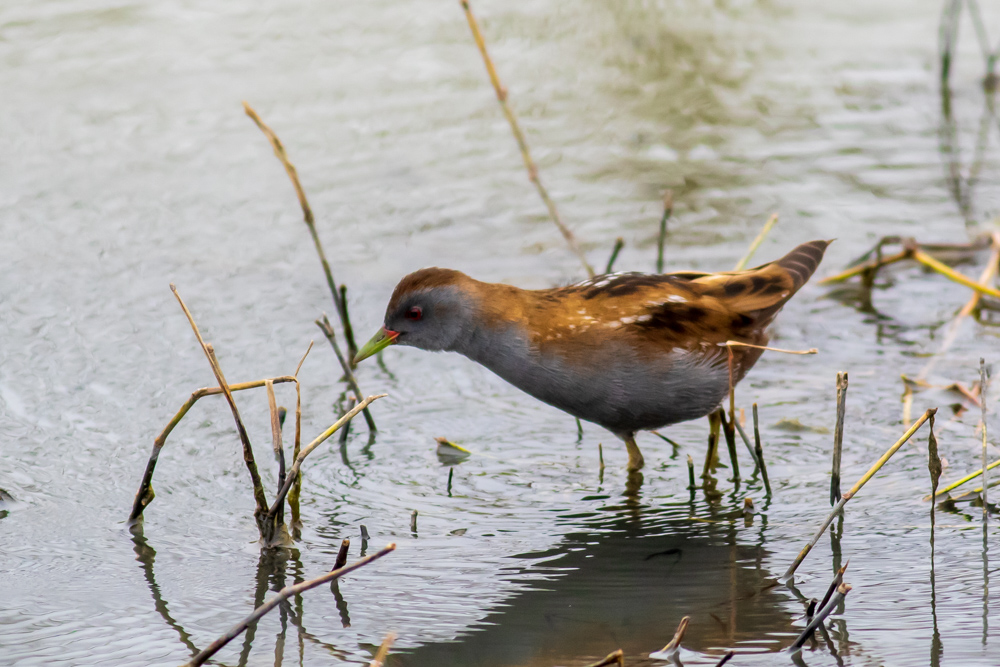 Little Crake