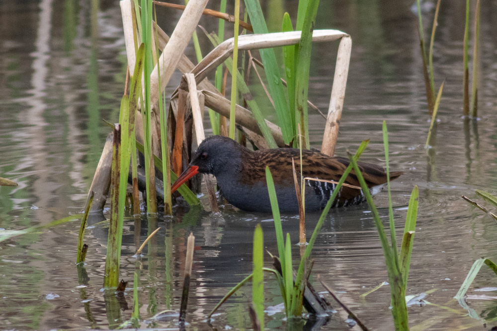 Water Rail