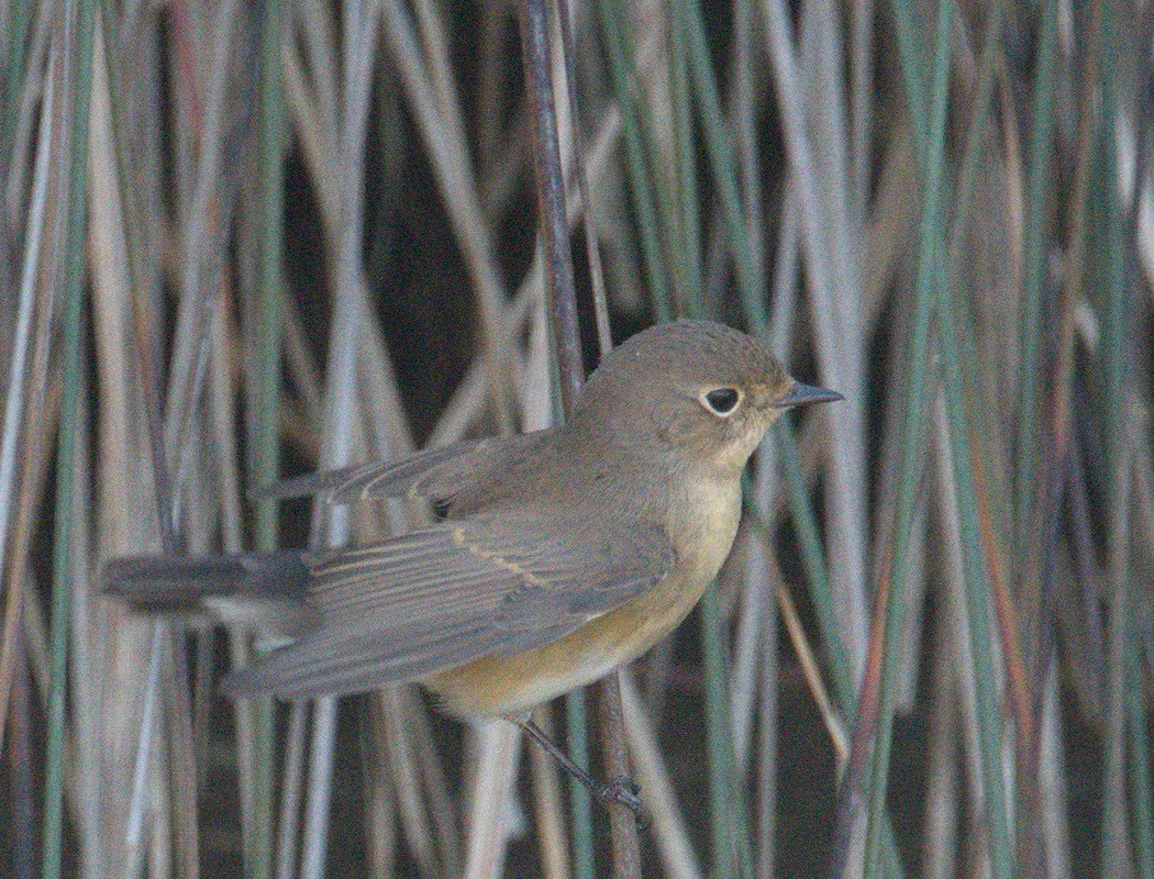 Red-breasted Flycatcher